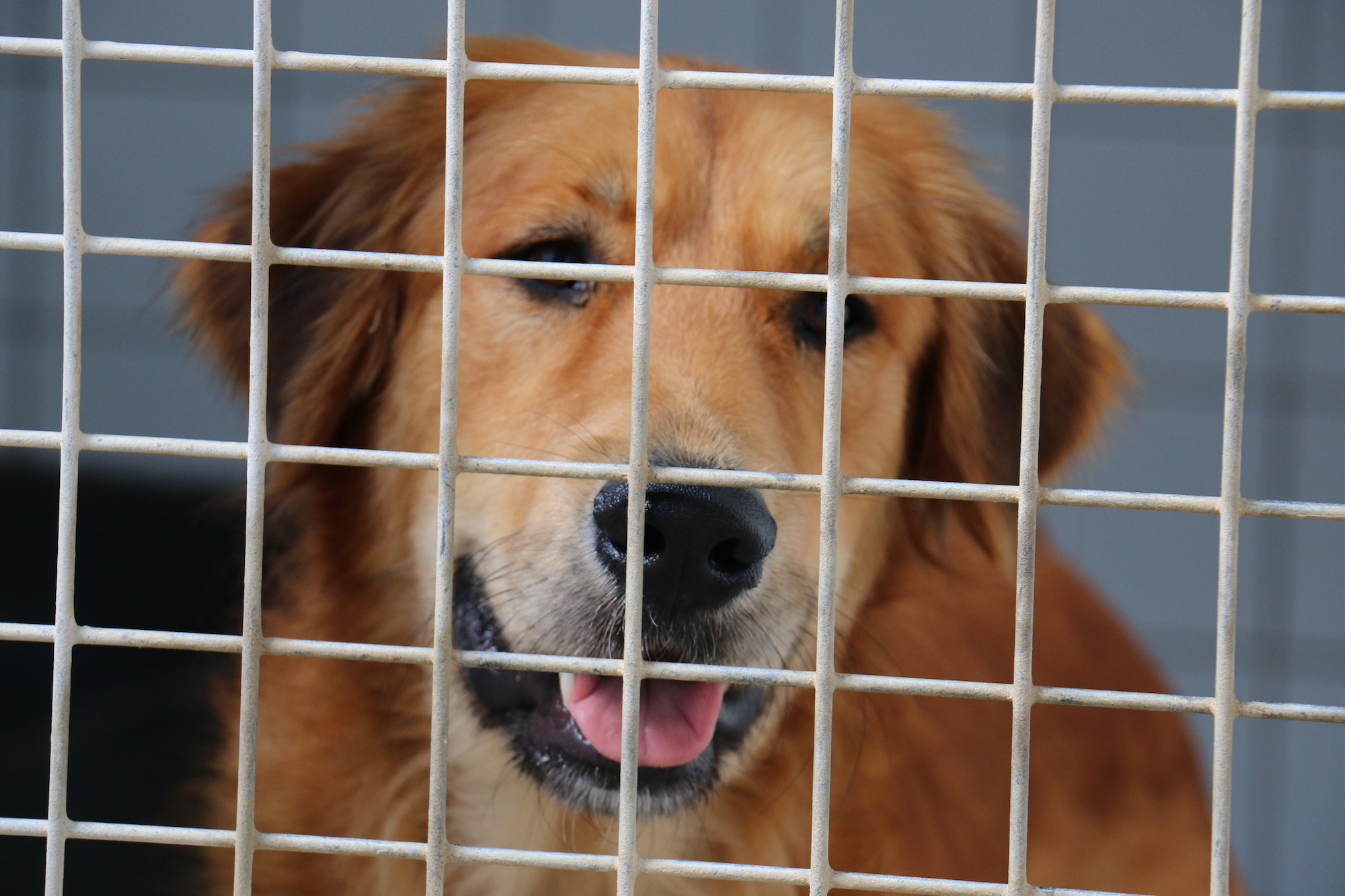 Golden Retriever à adopter à la S.P.A. des Pyrénées-Orientales - Perpignan Sud