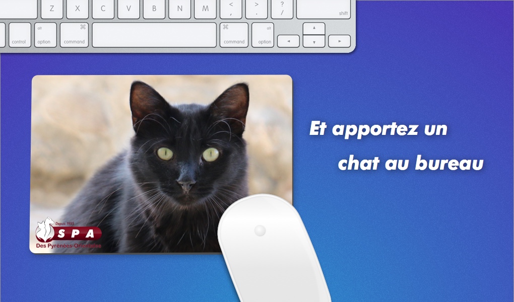 chat pyrenees orientales