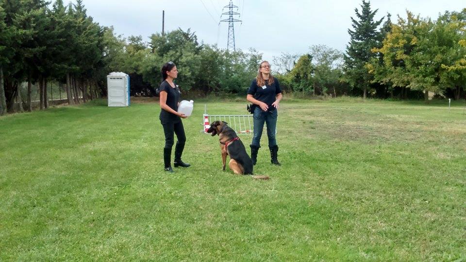 Présentation du travail d'éducation à faire sur un chien, par l'éducateur canin sur le terrain du refuge de la S.P.A des Pyrénées-Orientales