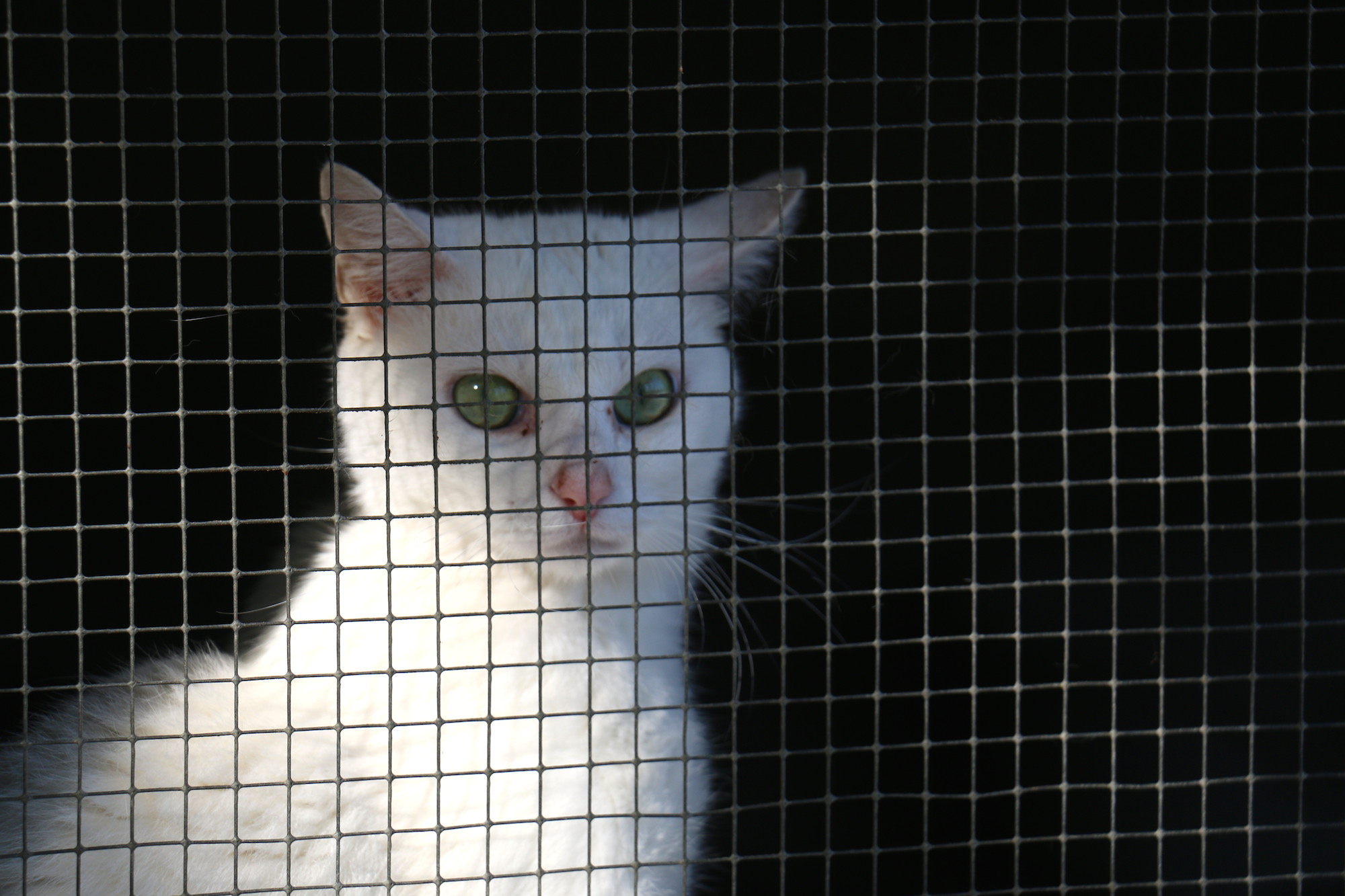 Chat blanc à adopter à la S.P.A. des Pyrénées-Orientales - Perpignan Sud