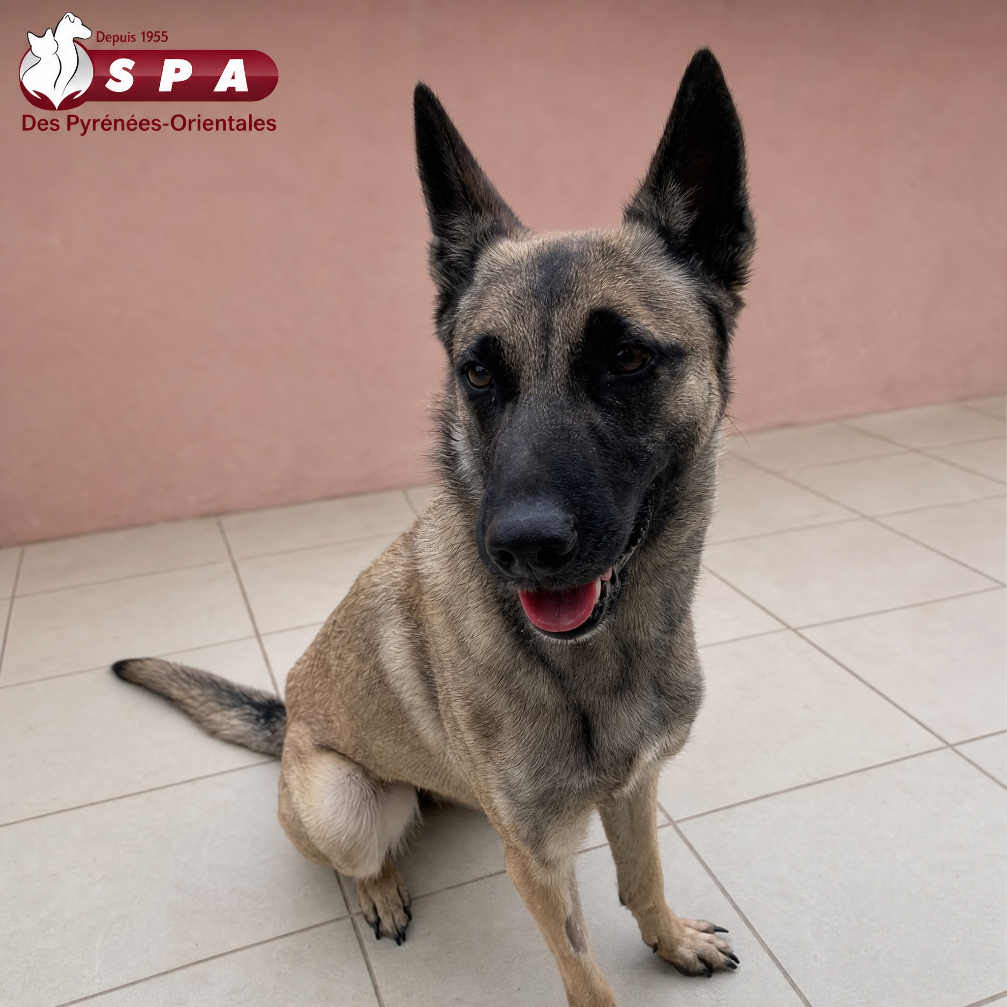PEPA